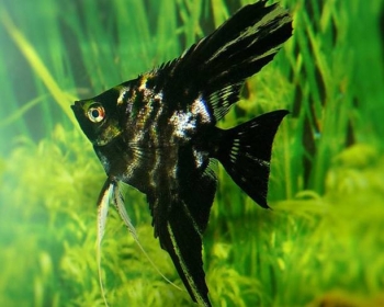 Скалярия мраморная (Pterophyllum scalare var.)