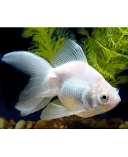 Риукин белый (Carassius auratus var.) Риукин белый (Carassius auratus var.)
