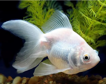 Риукин белый (Carassius auratus var.)