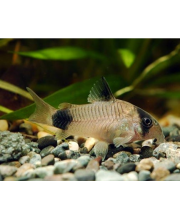 Коридорас панда (Corydoras panda) Коридорас панда (Corydoras panda)