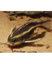 Платидорас полосатый (Platydoras armatulus) Платидорас полосатый (Platydoras armatulus)