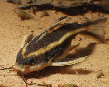 Платидорас полосатый (Platydoras armatulus)