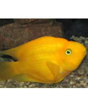 Попугай желтый (Yellow parrot cichlid) Попугай желтый (Yellow parrot cichlid)