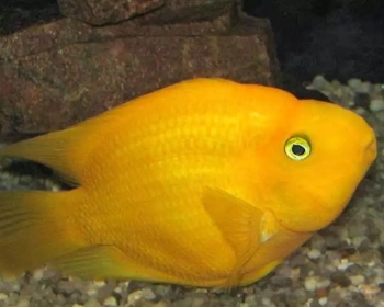Попугай желтый (Yellow parrot cichlid)