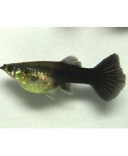 Гуппи Черный хвост самки (Poecilia reticulata var.) Гуппи Черный хвост самки (Poecilia reticulata var.)