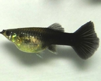 Гуппи Черный хвост самки (Poecilia reticulata var.)