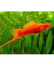 Меченосец красный ассорти (Xiphophorus hellerii var.)