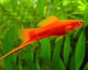 Меченосец красный ассорти (Xiphophorus hellerii var.)