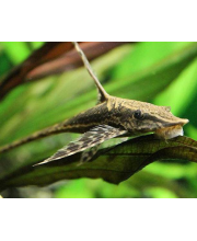 Стурисома панамская (Sturisoma panamense) Стурисома панамская (Sturisoma panamense)