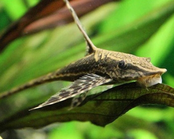 Стурисома панамская (Sturisoma panamense)