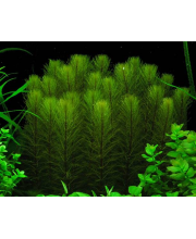 Перистолистник (Myriophyllum pinnatum) Перистолистник (Myriophyllum pinnatum)