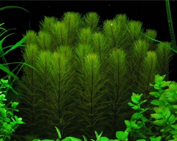 Перистолистник (Myriophyllum pinnatum)