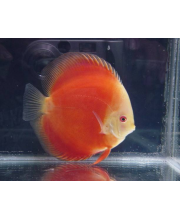 Дискус ред мелон белоголовый (Symphysodon aequifasciatus var.)