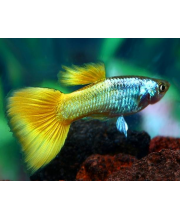 Гуппи Желтая германская самцы (Poecilia reticulata var.)