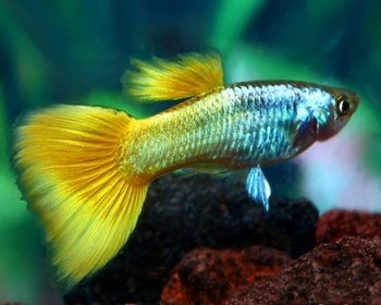 Гуппи Желтая германская самцы (Poecilia reticulata var.)