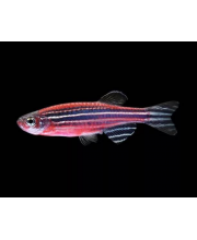 Данио красный арбуз (Danio rerio var. Данио красный арбуз (Danio rerio var.