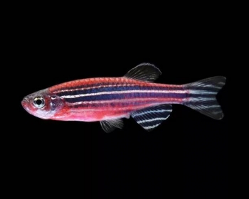 Данио красный арбуз (Danio rerio var. 