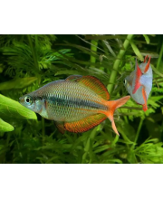 Меланотения трехполосая (Melanotaenia trifasciata) Меланотения трехполосая (Melanotaenia trifasciata)