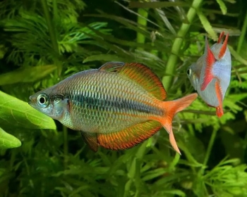 Меланотения трехполосая (Melanotaenia trifasciata)