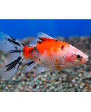 Шубункин Бристоль (Carassius auratus var.) Шубункин Бристоль (Carassius auratus var.)