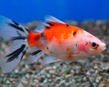 Шубункин Бристоль (Carassius auratus var.)