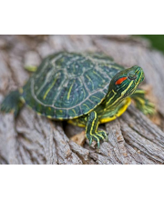 Черепаха красноухая (Trachemys scripta) Черепаха красноухая (Trachemys scripta)