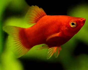 Пецилия Красный коралл (Xiphophorus maculatus var.)