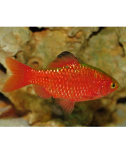 Барбус огненный (Puntius conchonius) Барбус огненный (Puntius conchonius)