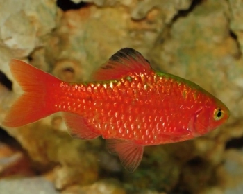 Барбус огненный (Puntius conchonius)
