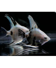 Скалярия панда (Pterophyllum scalare var.) Скалярия панда (Pterophyllum scalare var.)