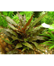 Криптокорина в ассортименте (Cryptocoryne) Криптокорина в ассортименте (Cryptocoryne)