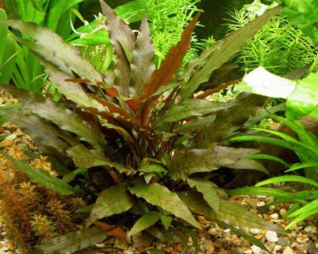 Криптокорина в ассортименте (Cryptocoryne)