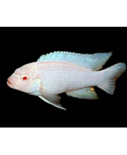 Псевдотрофеус Снежный принц (Pseudotropheus socolofi albino)