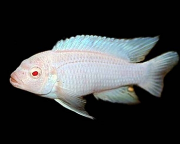 Псевдотрофеус Снежный принц (Pseudotropheus socolofi albino)