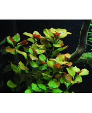 Людвигия ползучая (Ludwigia Repens) Людвигия ползучая (Ludwigia Repens)