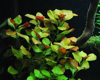 Людвигия ползучая (Ludwigia Repens)