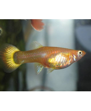 Гуппи Желтая германская самки (Poecilia reticulata var.)