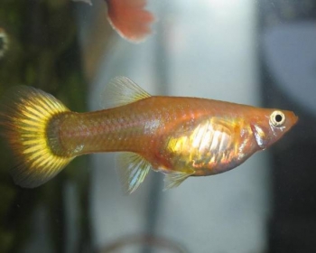 Гуппи Желтая германская самки (Poecilia reticulata var.)