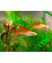 Меченосец ананасовый (Xiphophorus hellerii var.) Меченосец ананасовый (Xiphophorus hellerii var.)