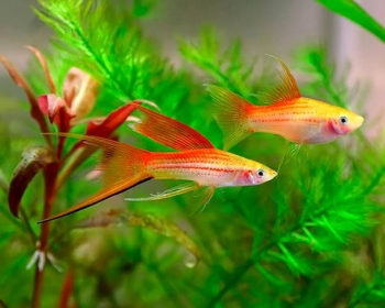 Меченосец ананасовый (Xiphophorus hellerii var.)