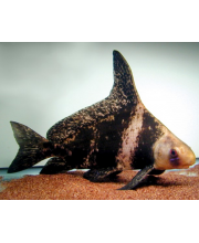 Чукучан (Myxocyprinus asiaticus) Чукучан (Myxocyprinus asiaticus)