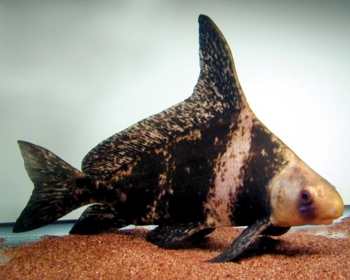 Чукучан (Myxocyprinus asiaticus)