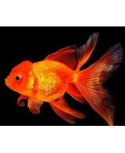 Оранда красная (Carassius auratus var.) Оранда красная (Carassius auratus var.)