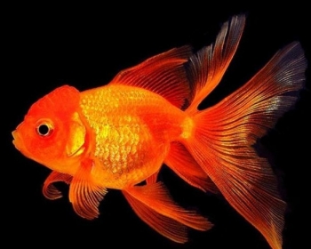 Оранда красная (Carassius auratus var.)