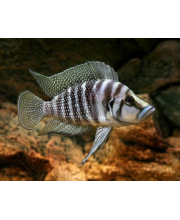Лампрологус кальвус (Altolamprologus calvus) Лампрологус кальвус (Altolamprologus calvus)