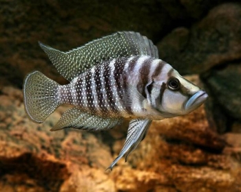 Лампрологус кальвус (Altolamprologus calvus)