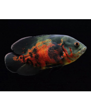 Астронотус тигровый (Astronotus ocellatus var.) Астронотус тигровый (Astronotus ocellatus var.)
