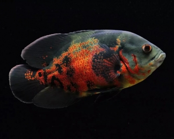 Астронотус тигровый (Astronotus ocellatus var.)