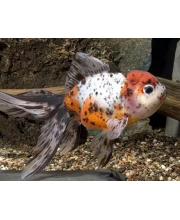Оранда ситцевая (Carassius auratus var.) Оранда ситцевая (Carassius auratus var.)