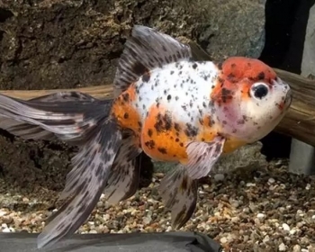 Оранда ситцевая (Carassius auratus var.)